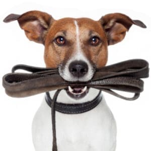 Fournitures pour animaux de compagnie